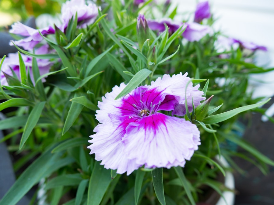 Photo: Pink Flower