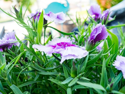 Pink Flowers and Leaves in Garden