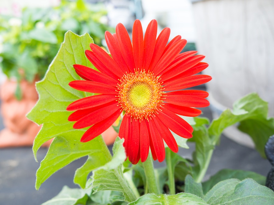 Photo: Red Flower