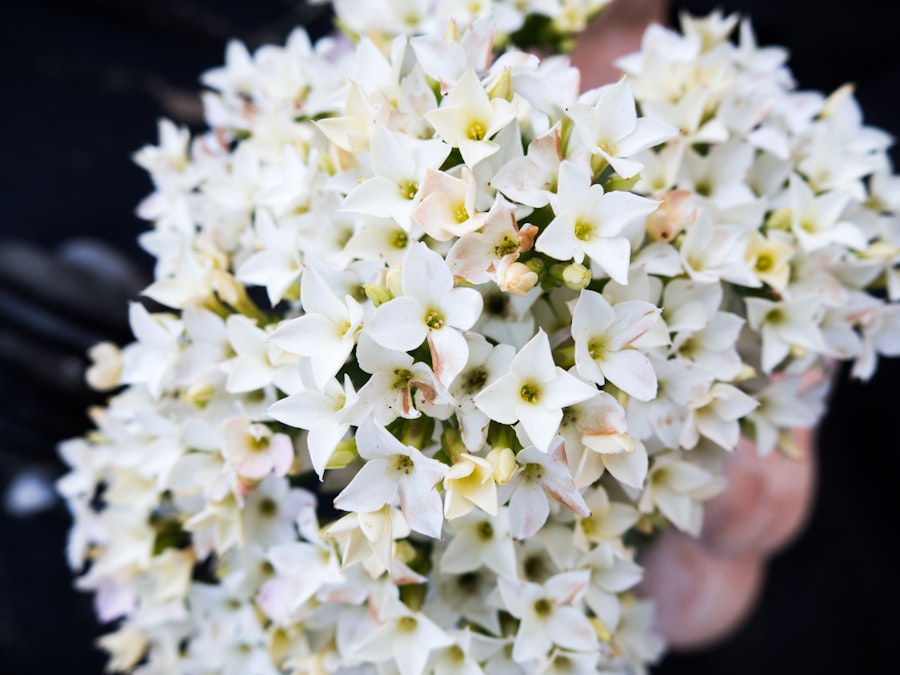 Photo: White Flowers