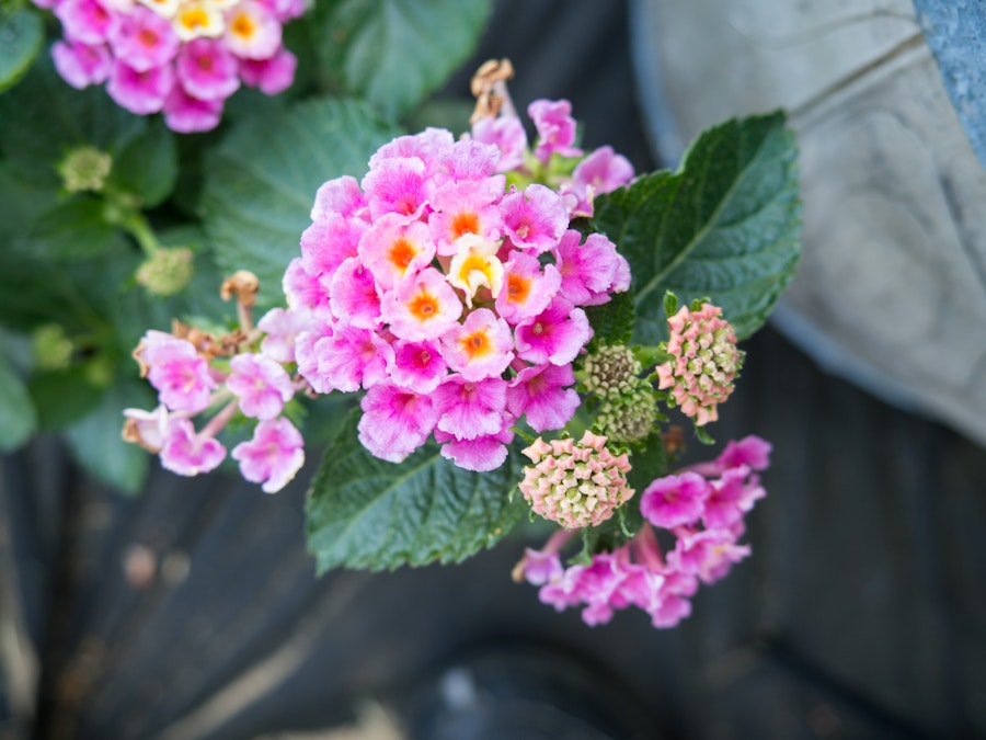 Photo: Pink Flowers in Garden