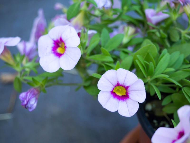 Photo: Pink and Purple Flowers