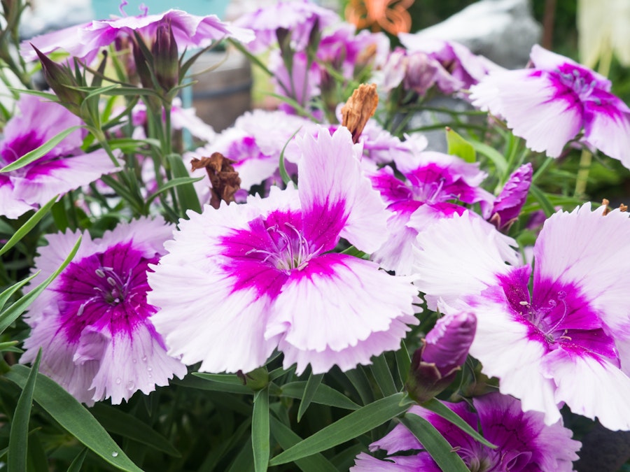 Photo: White and Pink Flowers