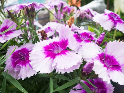 White and Pink Flowers