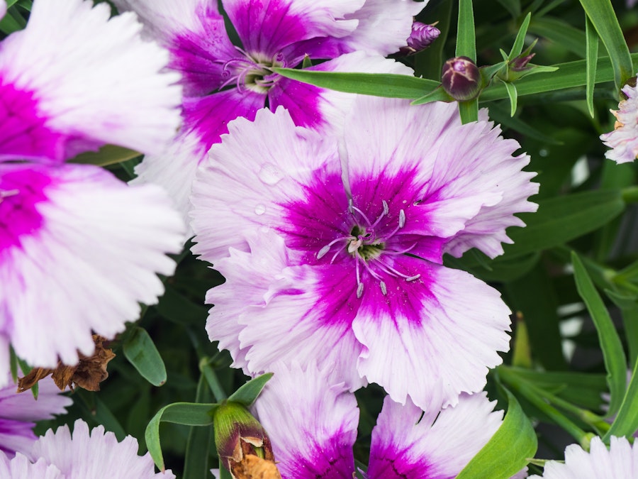 Photo: Pink Flowers