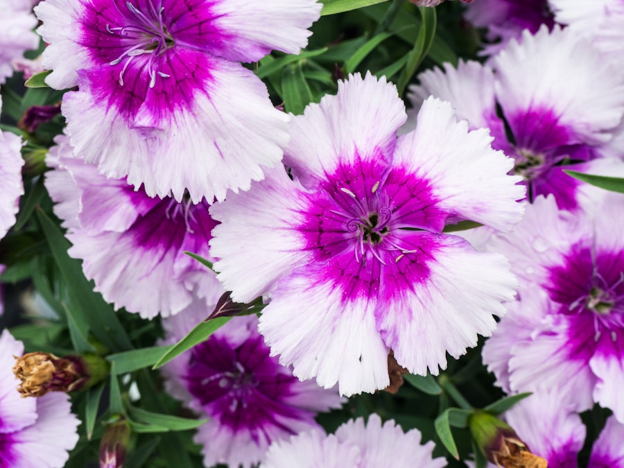 Photo: Summer Flowers