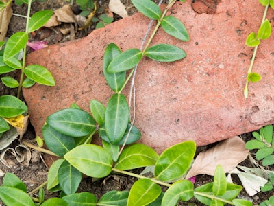 Leaves on Brick in Garden