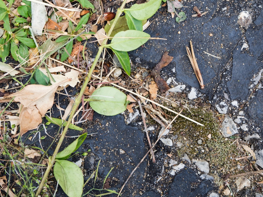 Photo: Leaves and Twigs on Concrete