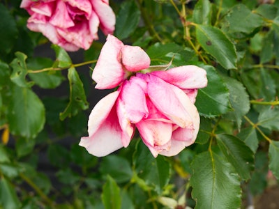 Rose in a Bush