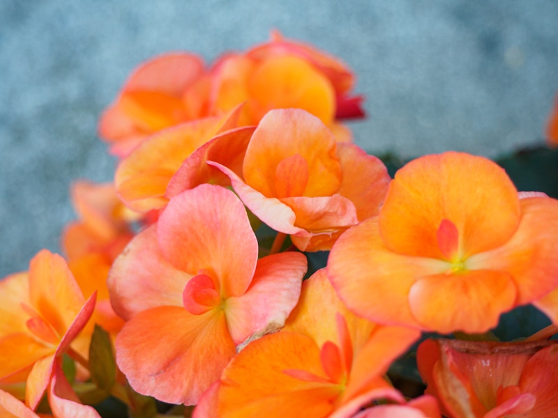 Photo: A group of orange flowers in focus over a blurred gray background 
