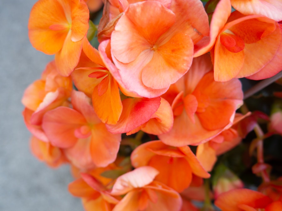 Photo: A close up of orange and red flowers in focus over a blurred background 