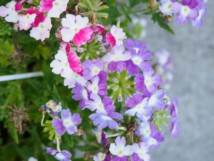 Photo: A close up of pink, purple, and white flowers in focus above a blurred background 