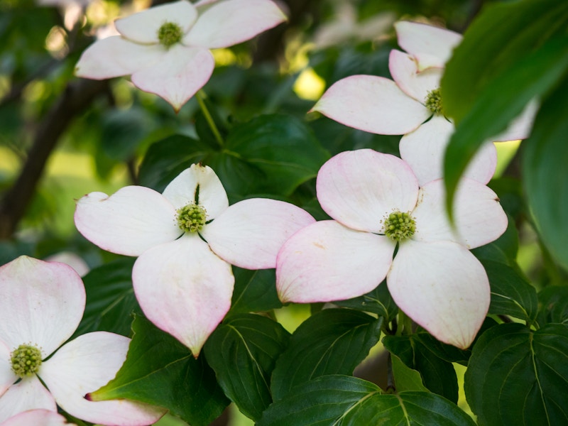 Photo: A group of white flowers with green leaves