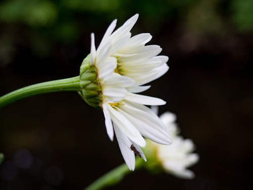 Summer Flowers