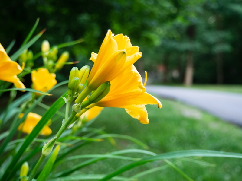 Photo: A focused yellow flower with green stems in a park 
