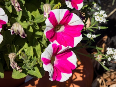 Pink and White Striped Flowers