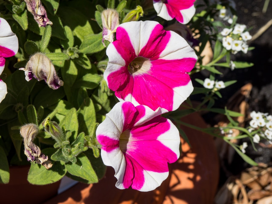 Photo: Pink and White Striped Flowers