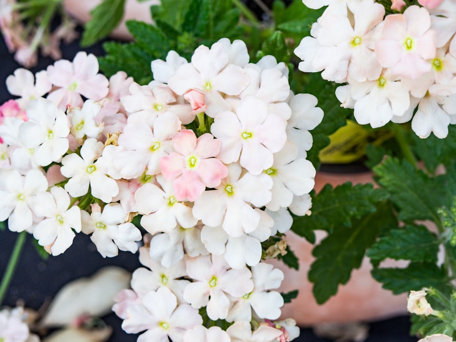 Photo: White and Yellow Flowers