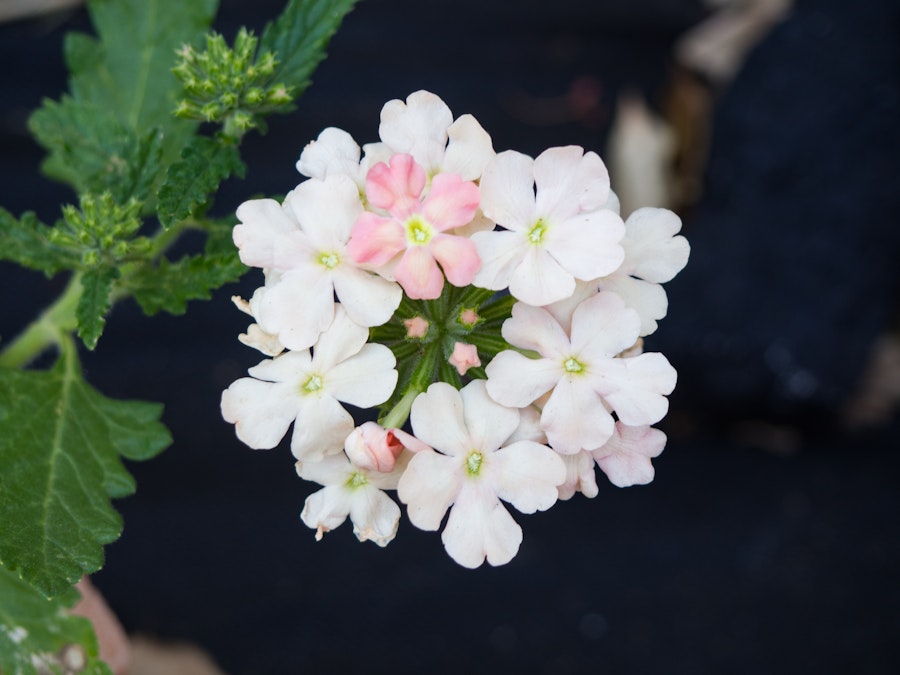 Photo: White Flowers in Garden