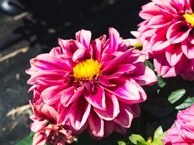 Pink and Yellow Flower in Garden