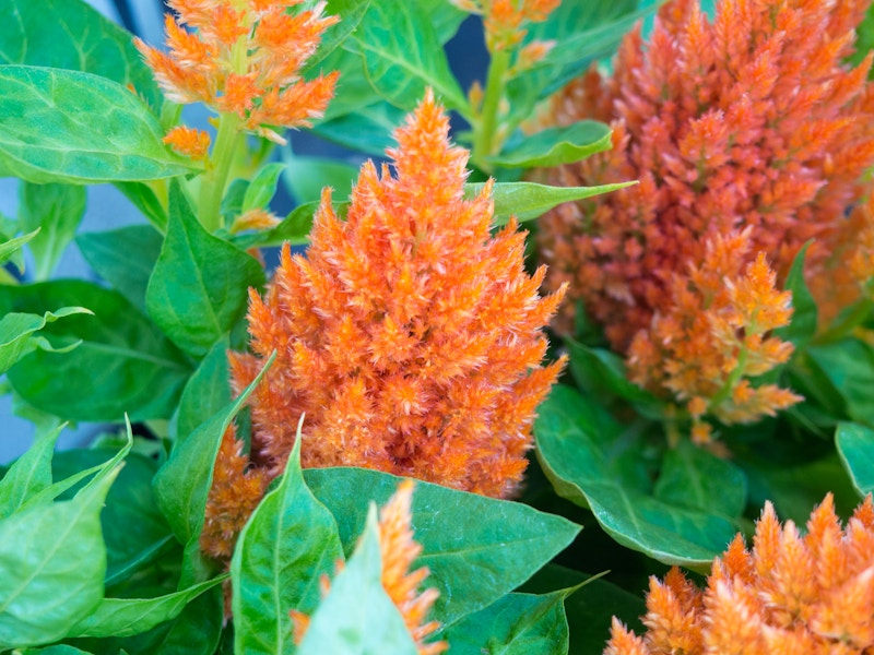 Photo: Orange Flowers