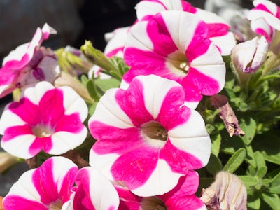 Pink and White Flowers