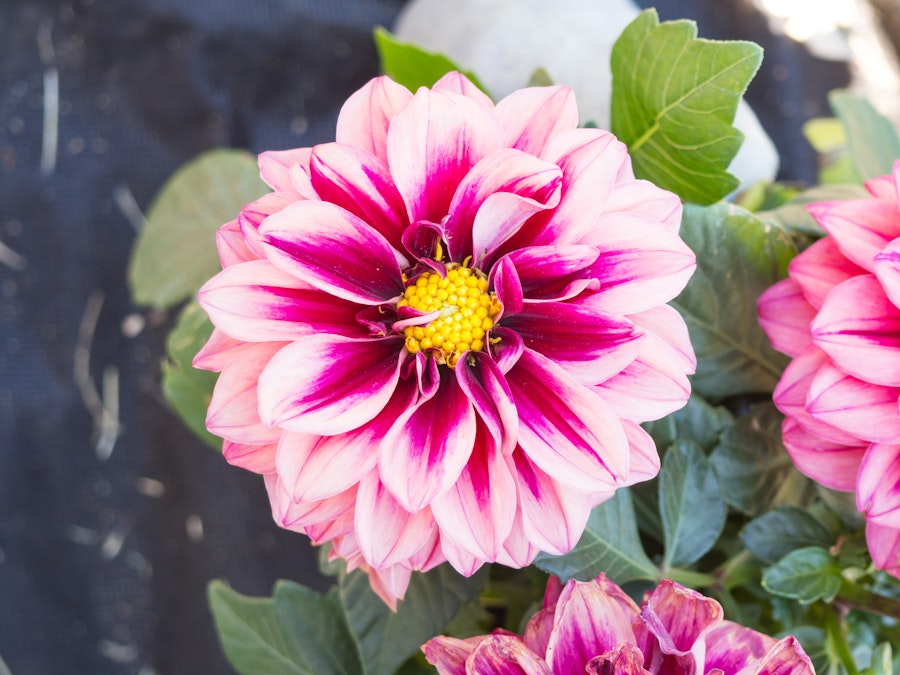 Photo: Red and Yellow Flower in Garden