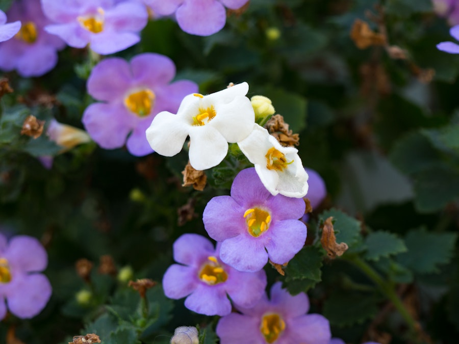 Photo: White and Purple Flowers