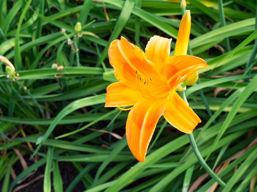 Photo: Orange Flower and Leaves
