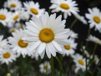 White and Yellow Flowers - A close up of a white flower with a yellow center 