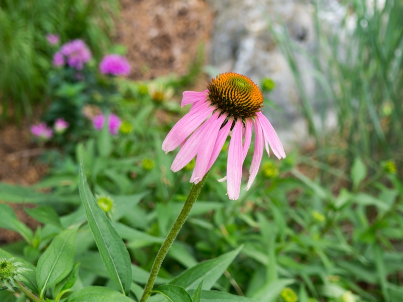 Photo: Pink and Orange Flower