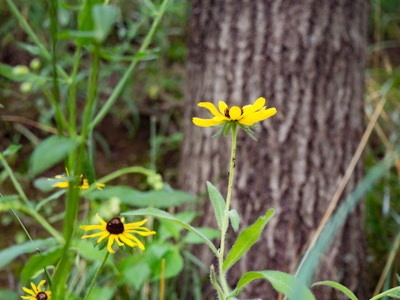 Yellow Flower and Tree