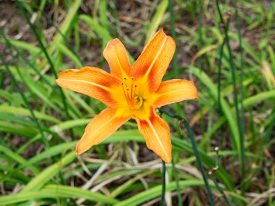 Yellow and Orange Flower