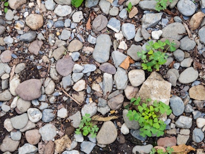 Rocks and Leaves