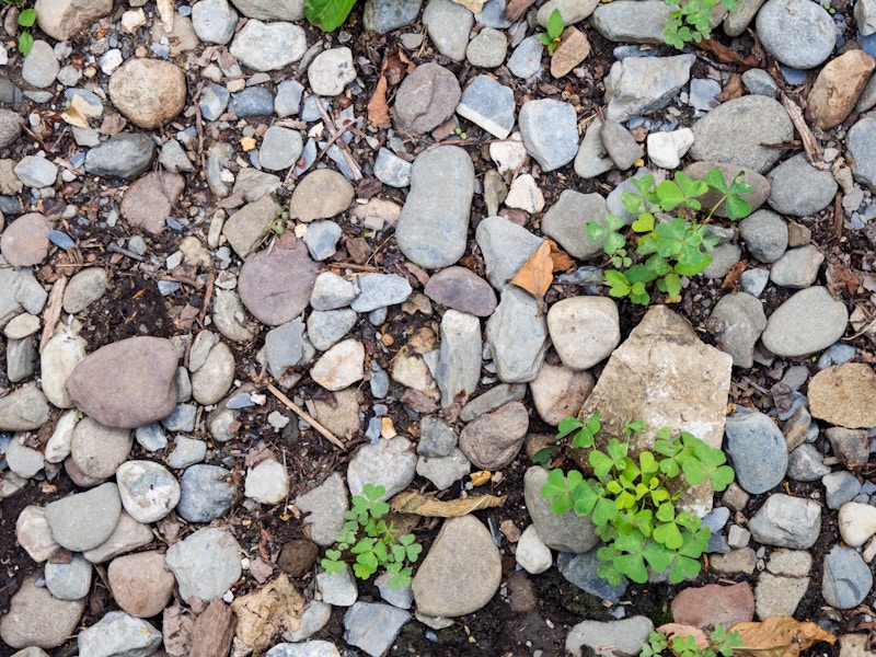 Photo: Rocks and Leaves