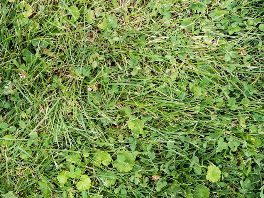 Photo: Grass and Leaves Texture