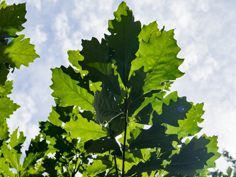 Photo: Looking up at a tree with green leaves under clouds