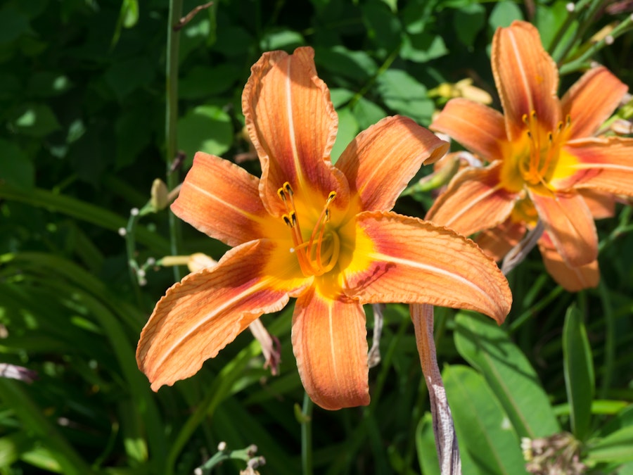 Photo: Orange Flowers