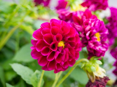 Circular Red Flowers