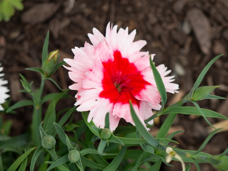 Photo: Red and White Flower in Garden