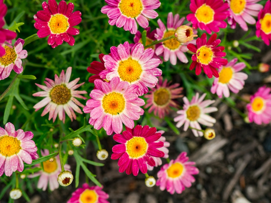 Photo: Red and Pink Flowers