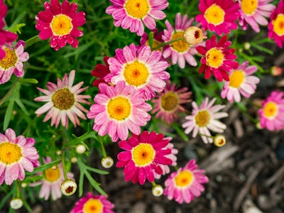 Red and Pink Flowers