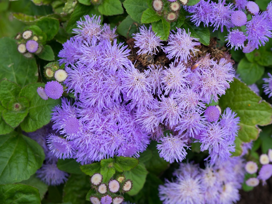 Photo: Purple Flowers