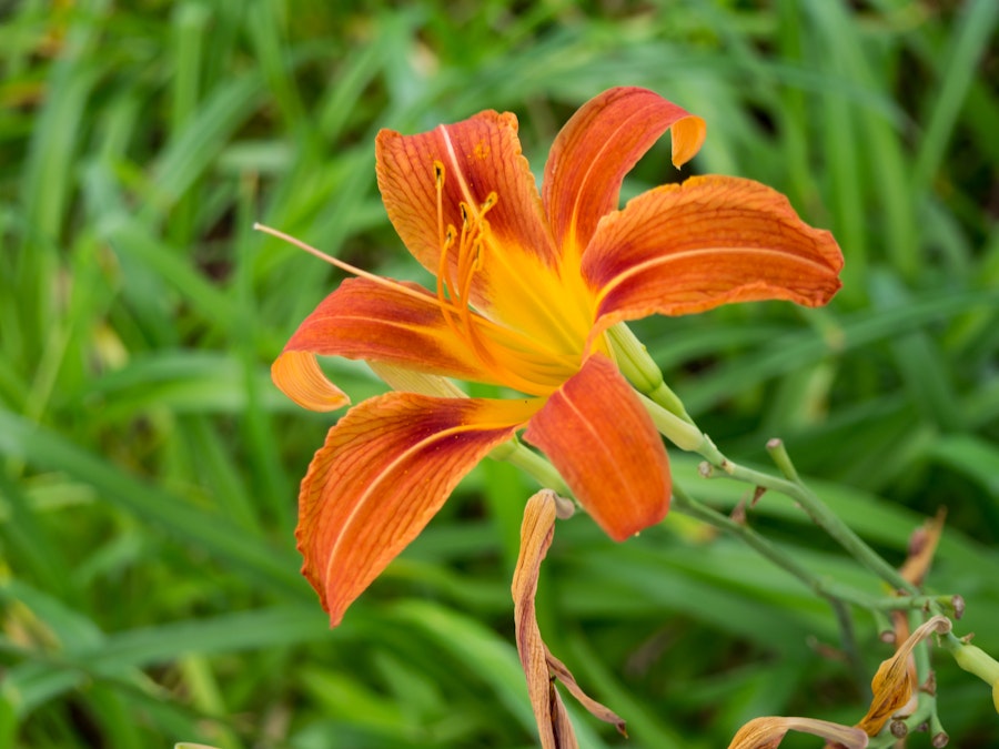 Photo: Orange and Yellow Flower