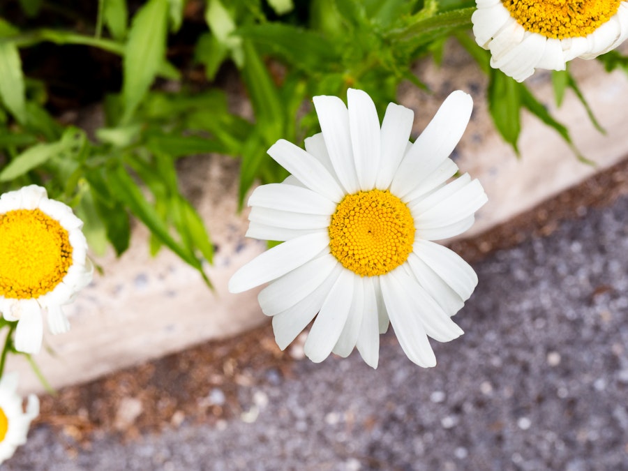 Photo: White and Yellow Flower Over Sidewalk