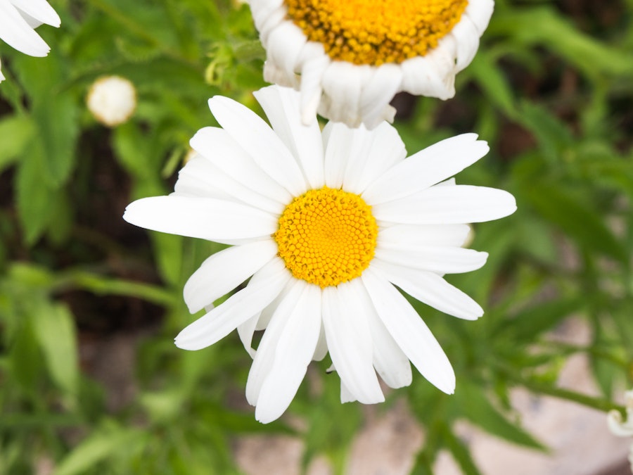 Photo: White and Yellow Flower in Garden