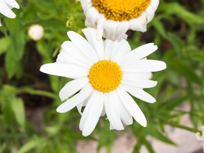White and Yellow Flower in Garden