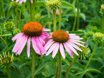 Pink Flowers in Garden