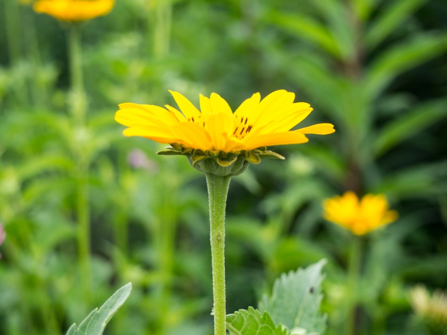 Photo: Yellow Flower in Focus