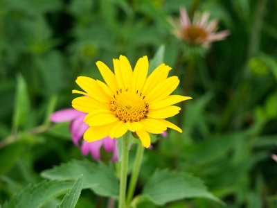 Yellow Flower in Garden